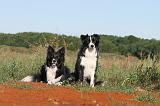 BORDER COLLIE 278